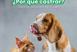 Castrar es cuidar
