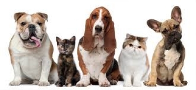 CASTRACIÓN DE PERROS Y GATOS