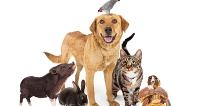 DÍA DEL ANIMAL