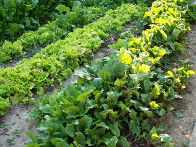 CAPACITACIÓN SOBRE HUERTA ECOLÓGICA