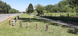 LA IMPORTANCIA DE LA FORESTACIÓN.