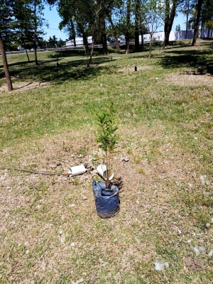FORESTACIÓN CONTÍNUA