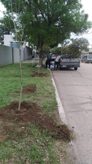 CONTINÚA LA FORESTACIÓN EN GENERAL DEHEZA