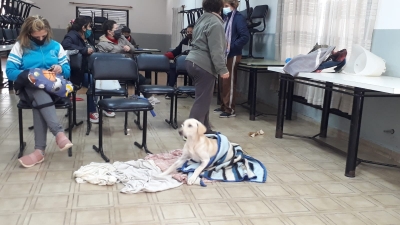 CAMPAÑA DE CASTRACIÓN DE PERROS Y GATOS