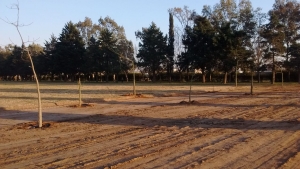 SEGUIMOS FORESTANDO.