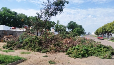 RETIRO DE ÁRBOLES DE RIESGO