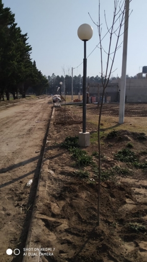 FORESTACIÓN EN LO TENGO.