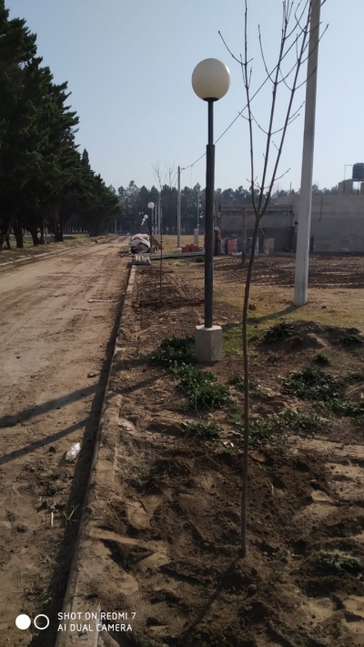 FORESTACIÓN EN LO TENGO.