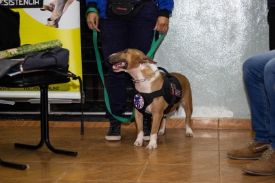 CHARLA SOBRE PERROS POTENCIALMENTE PELIGROSOS.