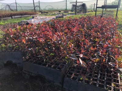 1.500 PLANTINES PARA GENERAL DEHEZA.